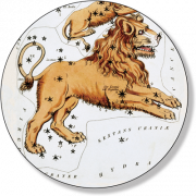 Lion40013